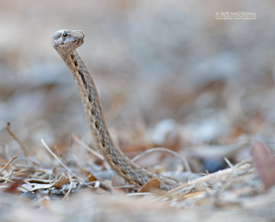 Mahafaly Sand Snake - Mimophis mahfalensis