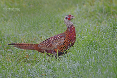 Fazant - Pheasant - Phasianus colchicus