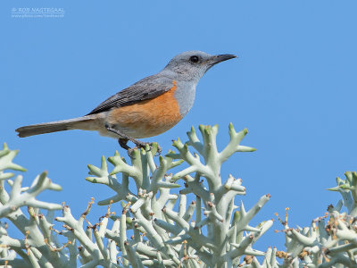 Duinrotslijster - Littoral Rock-Thrush - Monticola imerina