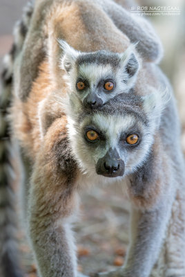 Ringstaartmaki - Ring-tailed lemur - Lemur catta