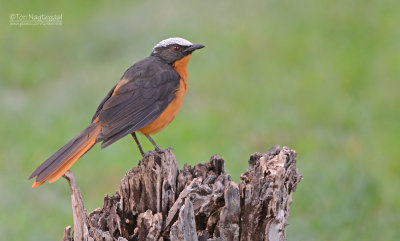 Schubkaplawaaimaker - White crowned Robin-Chat - Cossypha albicapillus