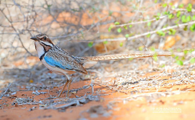 Langstaartgrondscharrelaar - Long-tailed Ground-Roller - Uratelornis chimaera