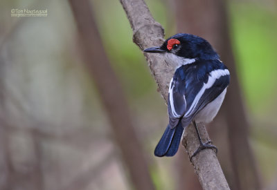 Bruinkeellelvliegenvanger - Common Wattle-eye - Platysteira cyanea