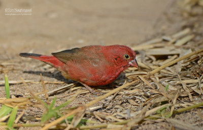 Roodsnavelvuurvink - Red-billed firefinch - Lagonosticta senegala