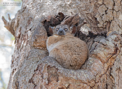 Zombitse wezelmaki - Zombitse sportive lemur - Lepilemur hubbardi