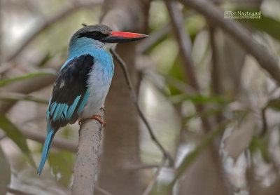 Teugelijsvogel - Blue-breasted kingfisher - Halcyon malimbica