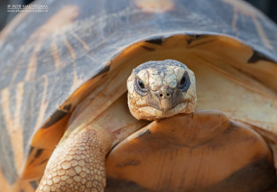 Stralenschildpad - Radiated tortoise - Astrochelys radiata