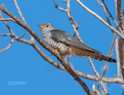 Madagaskarkoekoek - Madagascar Cuckoo - Cuculus rochii