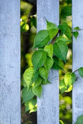Fence Leaves