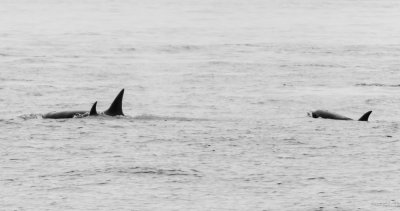 Orca pod T-124