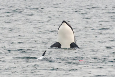 whale_watching_2018