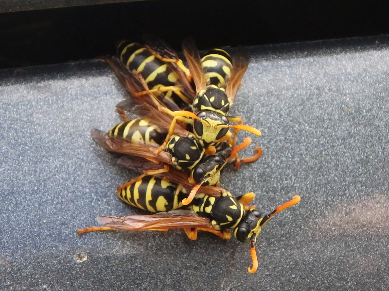 Fresh Wasps