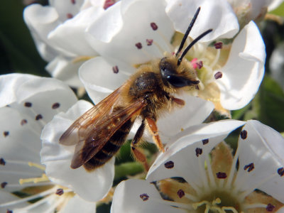Andrenid Bee