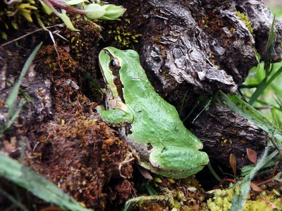 First Frog of Spring