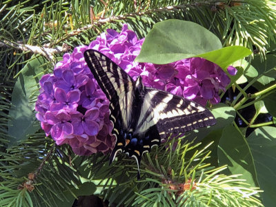 Pams Swallowtail