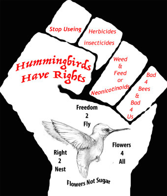 Save The Hummingbirds!