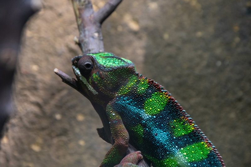 _D755541.jpg
