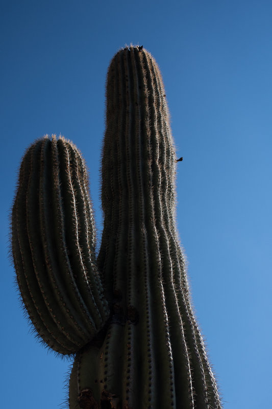 _D755874.jpg