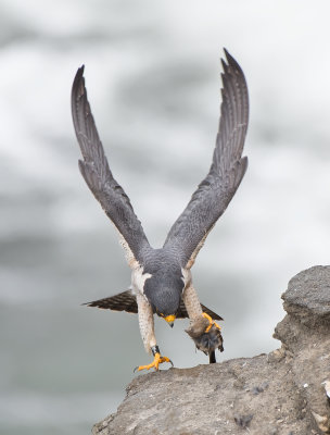 peregrine and housefinch