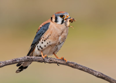 kestrel and jerusleum cricket