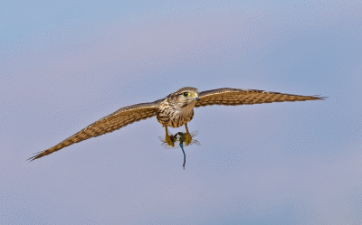 merlins_and_prairie_falcons