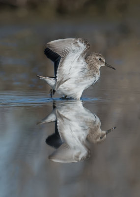 Least sandpiper