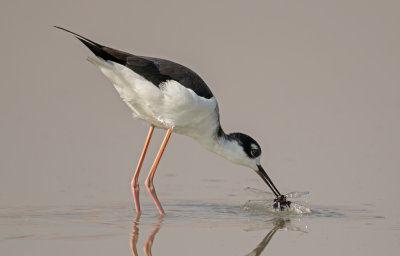 avocets_and_stilts