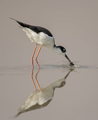 avocets_and_stilts