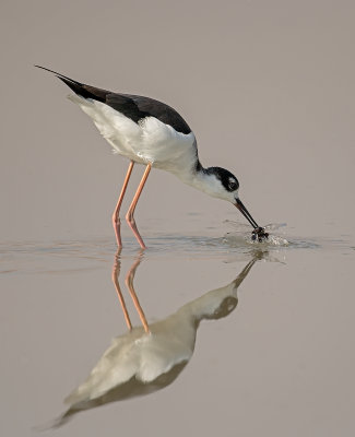 Black necked stilt and dragon