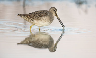 Long billed dowitcher