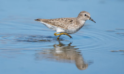 Least sandpiper