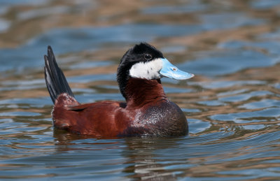 Ruddy duck in breeding plumage