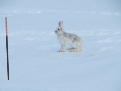 snow shoe hare