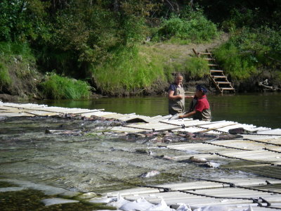 Removing fish from weir