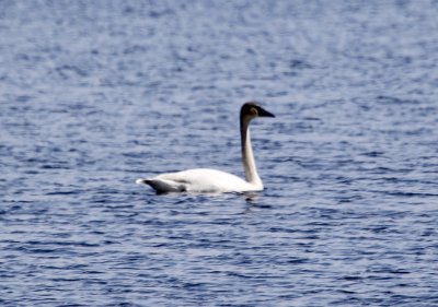 Tundra Swan