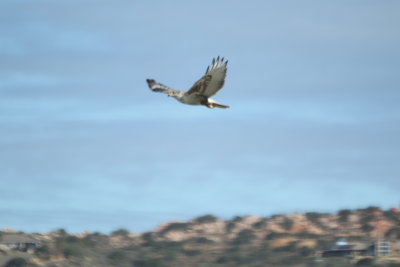 Ferruginous Hawk