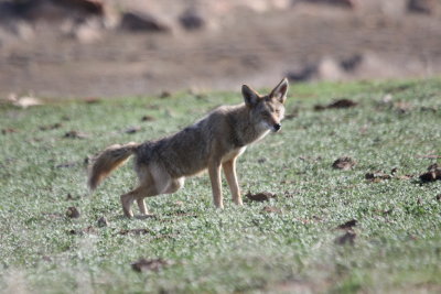 Coyote