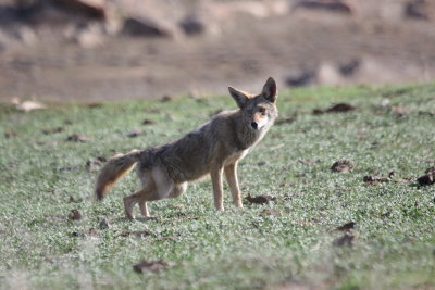 Coyote