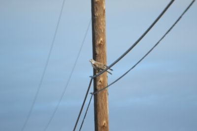 8K3A6080.JPG