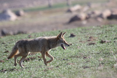 Coyotes