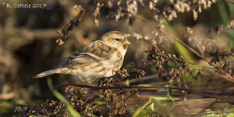 Grote Barmsijs - Mealy Redpoll - Acanthis flammea