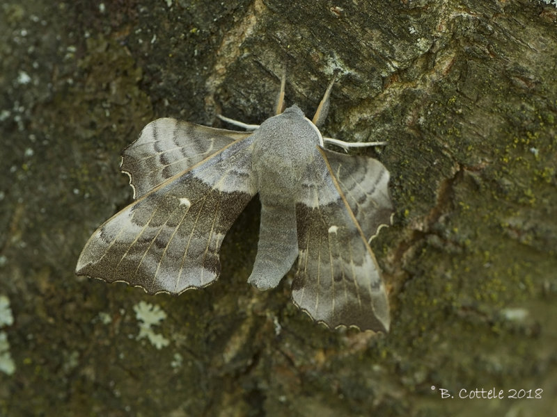 Populierenpijlstaart - Poplar Hawk-moth - Laothoe populi