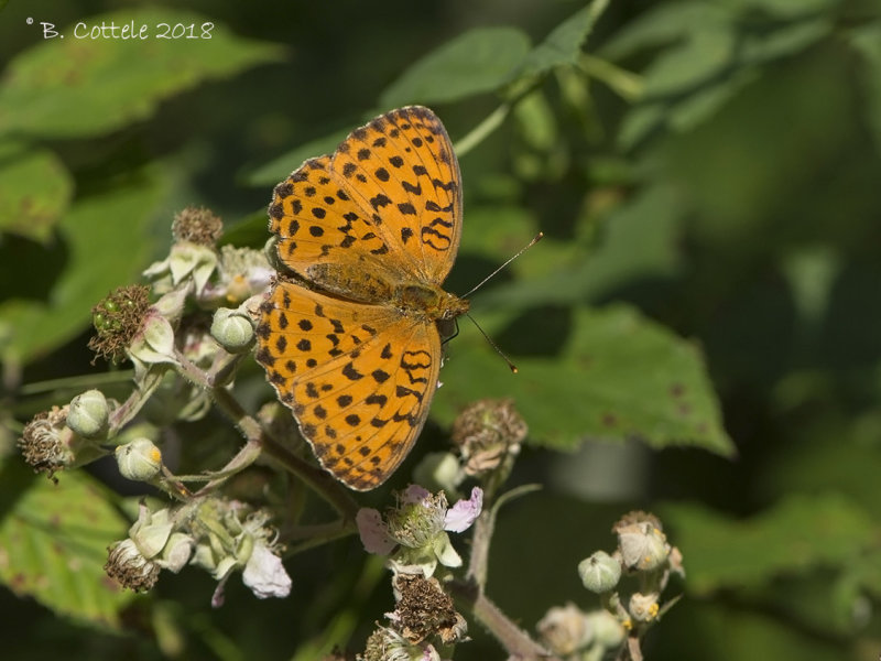 Braamparelmoervlinder - Marbled Fritillary - Brenthis daphne