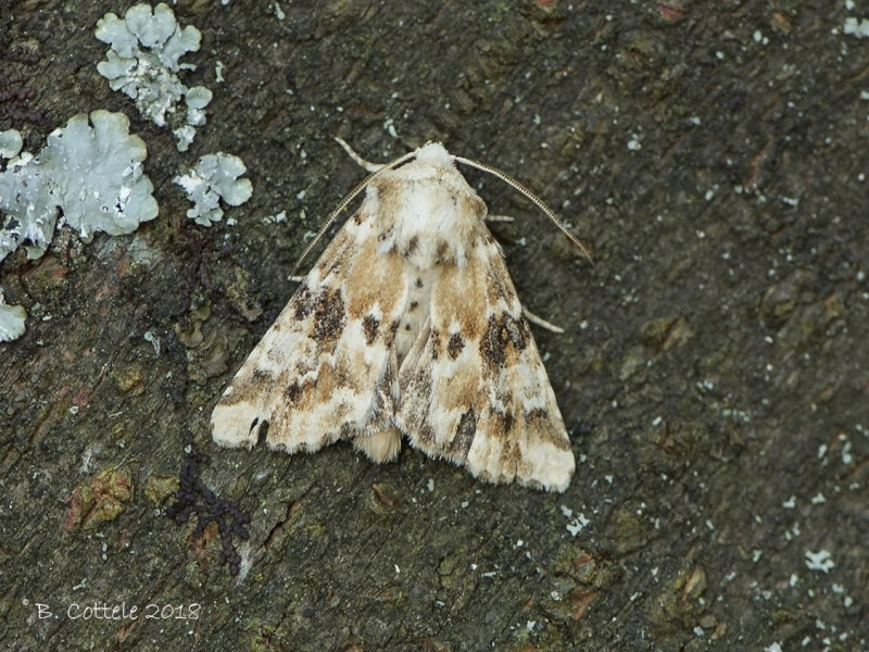 Gevlamde Grasuil - Dusky Sallow - Eremobia ochroleuca