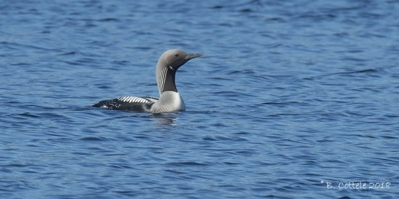 Parelduiker - Black-throated Diver - Gavia arctica