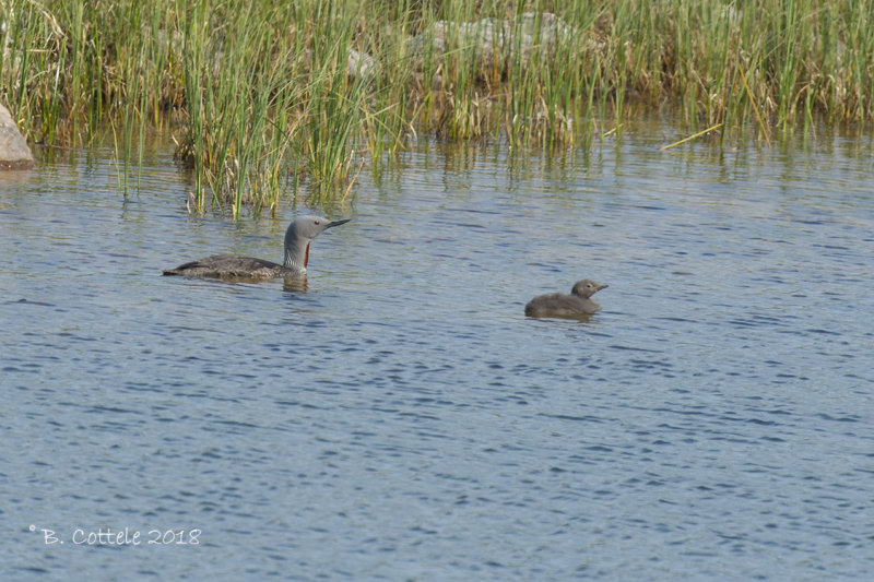 Roodkeelduiker - Red-throated Loon - Gavia stellata