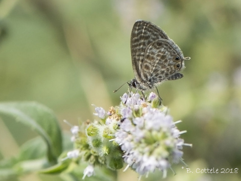 Klein Tijgerblauwtje - Langs Short-tailed Blue - Leptotes pirithous