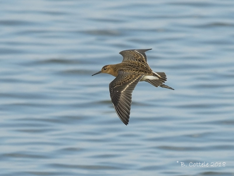 Kemphaan - Ruff - Philomachus pugnax