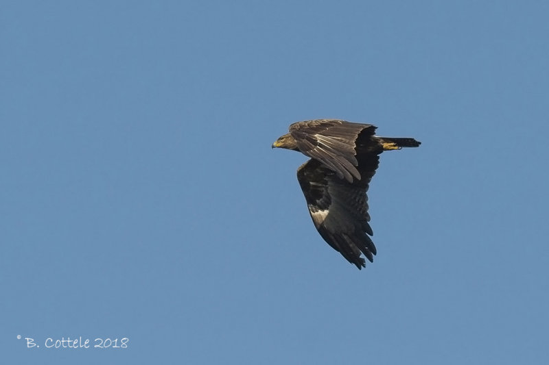 Schreeuwarend - Lesser Spotted Eagle - Aquila pomarina