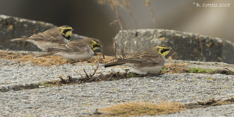 Strandleeuwerik - Horned Lark - Eremophila alpestris